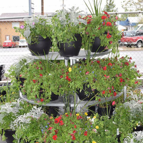 Plants
