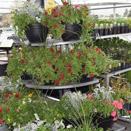 Plants
